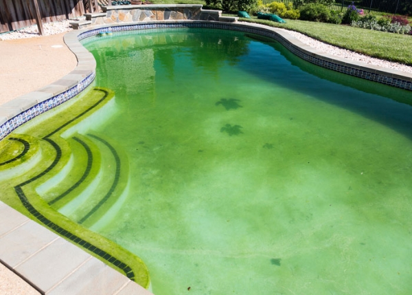 how long does it take for a pool to turn green